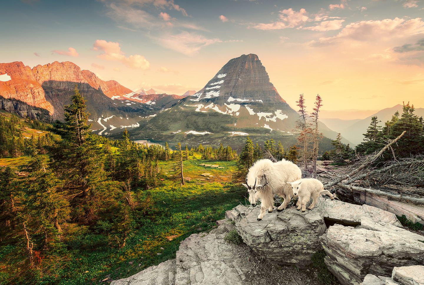 Schneeziege mit Jungtier im Glacier-Nationalpark, Montana