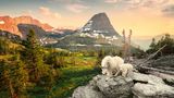 Schneeziege mit Jungtier im Glacier-Nationalpark, Montana