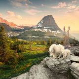 Schneeziege mit Jungtier im Glacier-Nationalpark, Montana