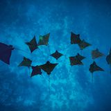 Adlerrochen vor der Küste von Moorea