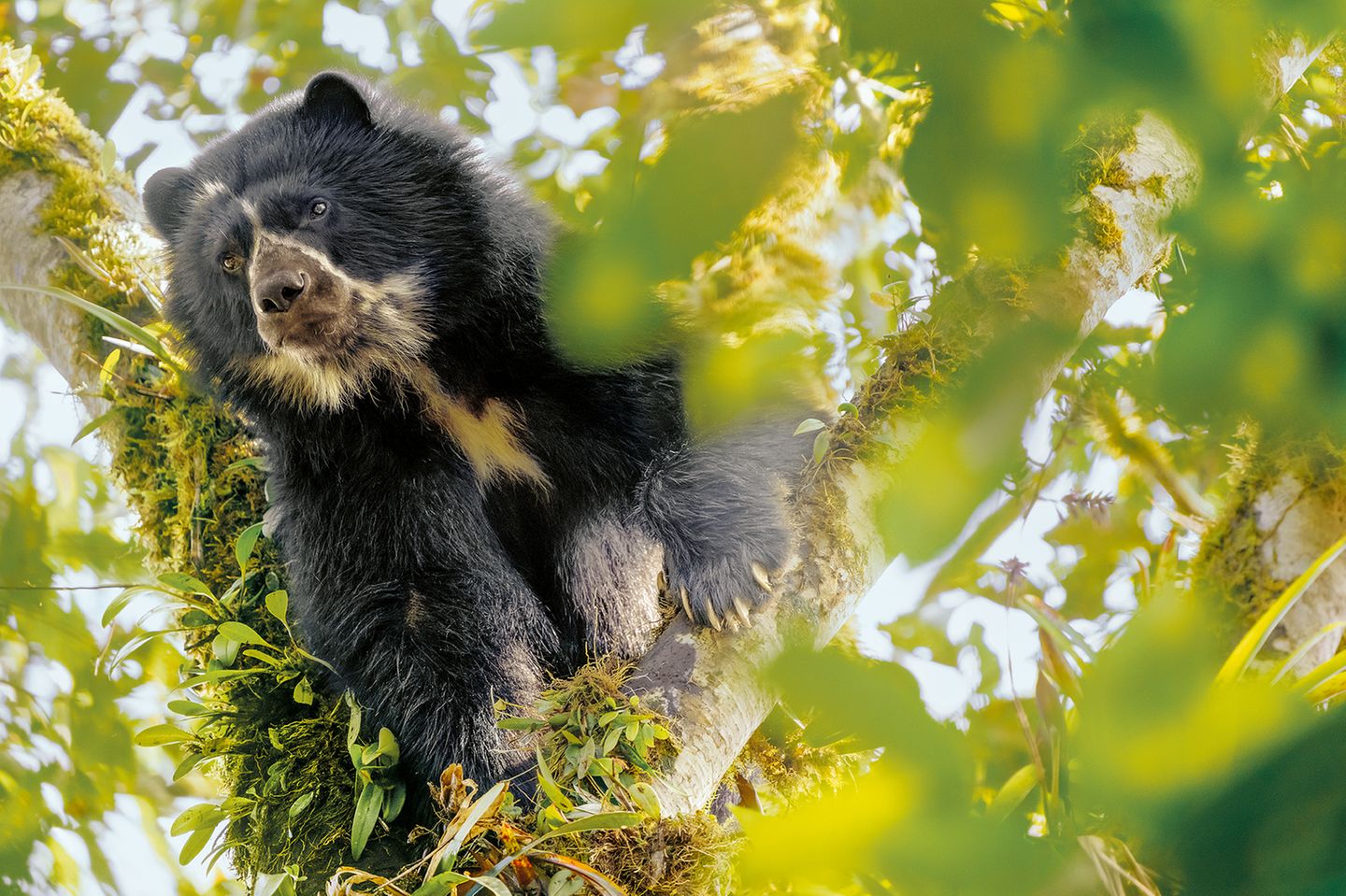 Andenbär sitzt im Baum und guckt aufmerksam