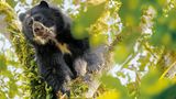 Andenbär sitzt im Baum und guckt aufmerksam