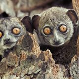 Ankarana-Wieselmakis