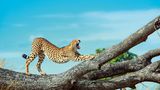 Gepard  auf einem Baum