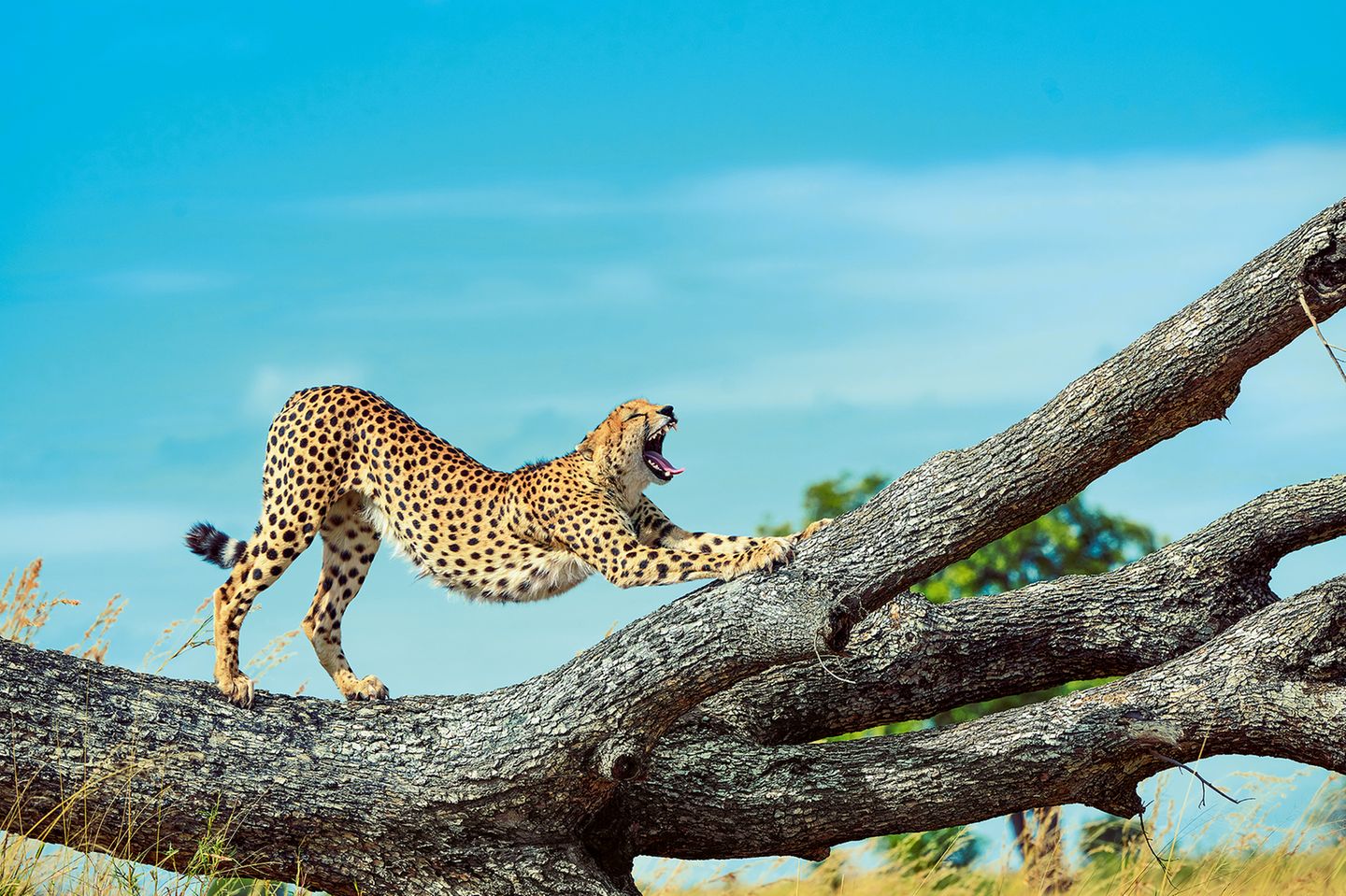 Gepard  auf einem Baum