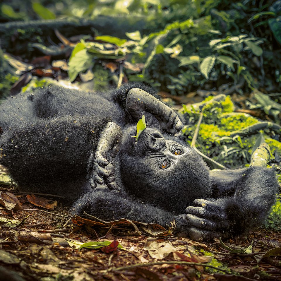 Ein  junger Berggorilla wälzt sich über den Waldbode