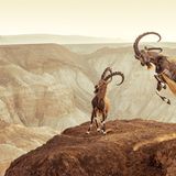 Nubische Steinböcke im Kampf