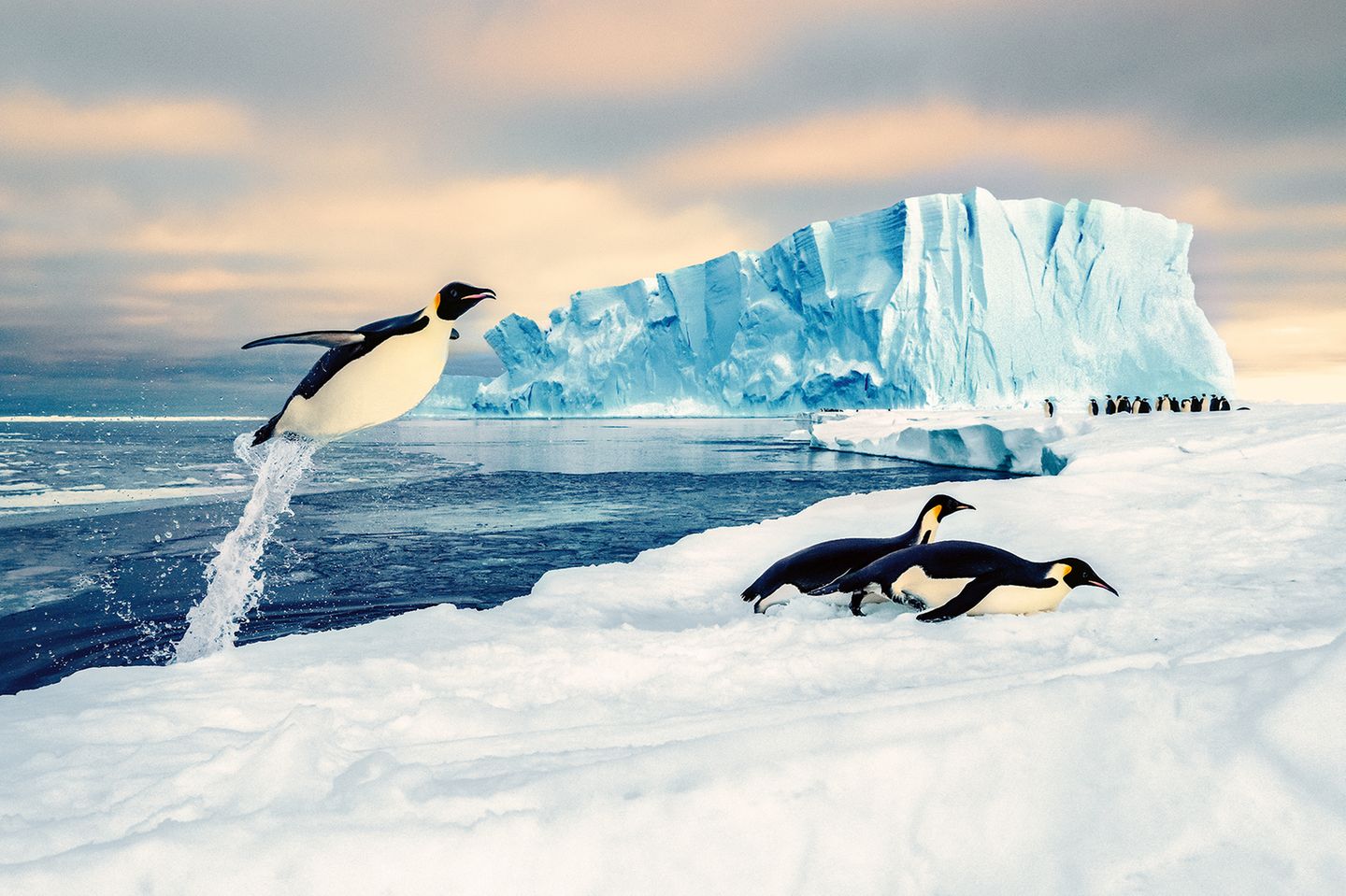 Kaiserpinguine