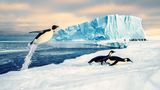 Kaiserpinguine