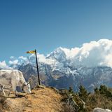 Grasendes Rind in Khumjung, Nepal