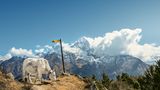 Grasendes Rind in Khumjung, Nepal