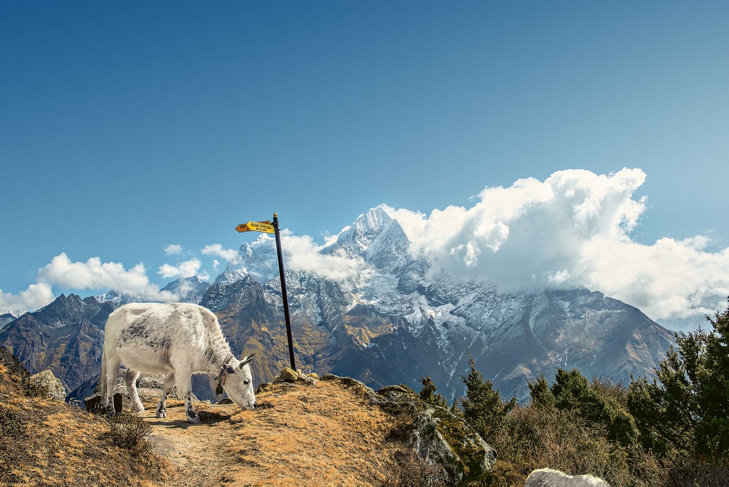 Grasendes Rind in Khumjung, Nepal