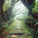 Tropenwald auf La Réunion