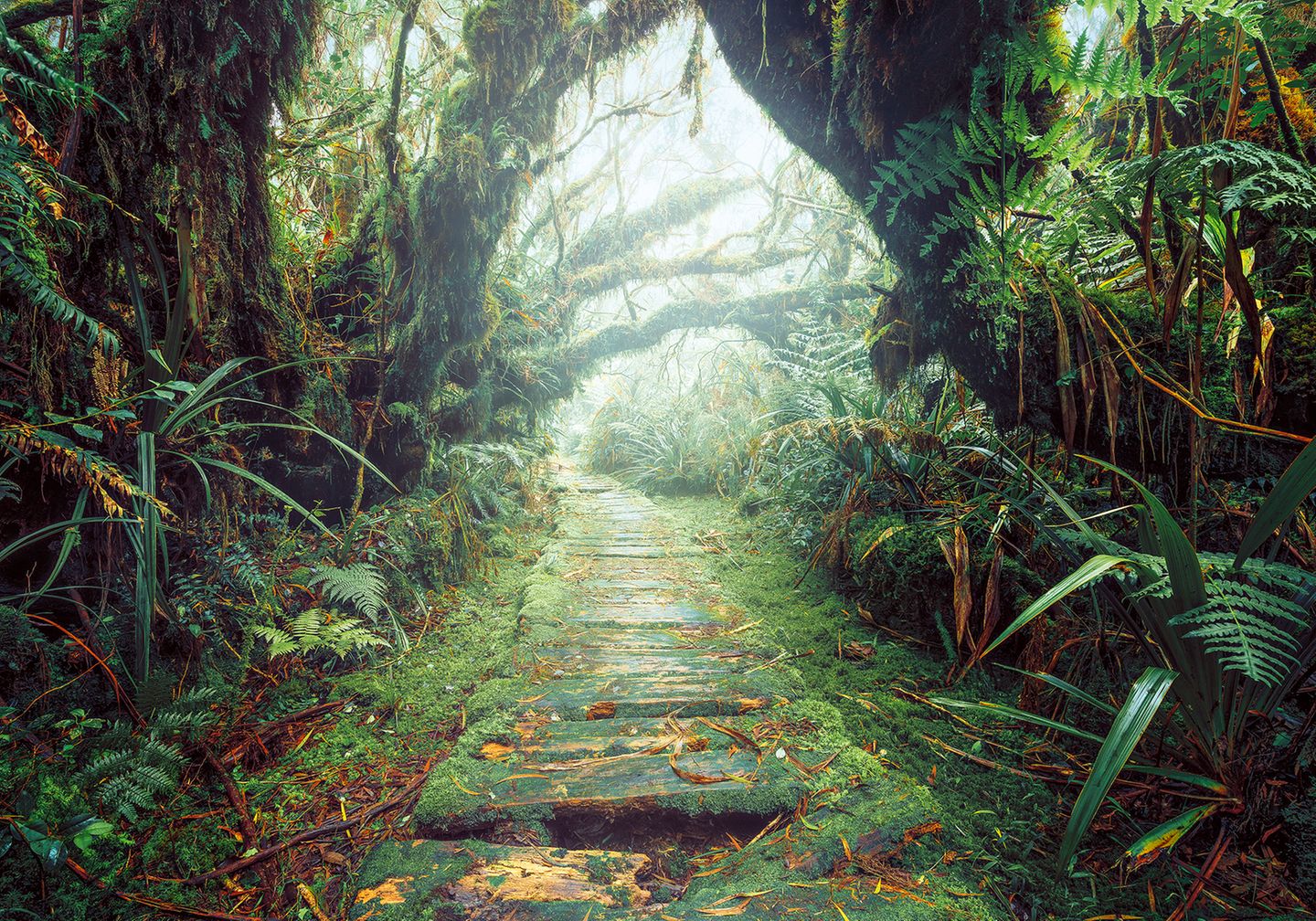 Tropenwald auf La Réunion