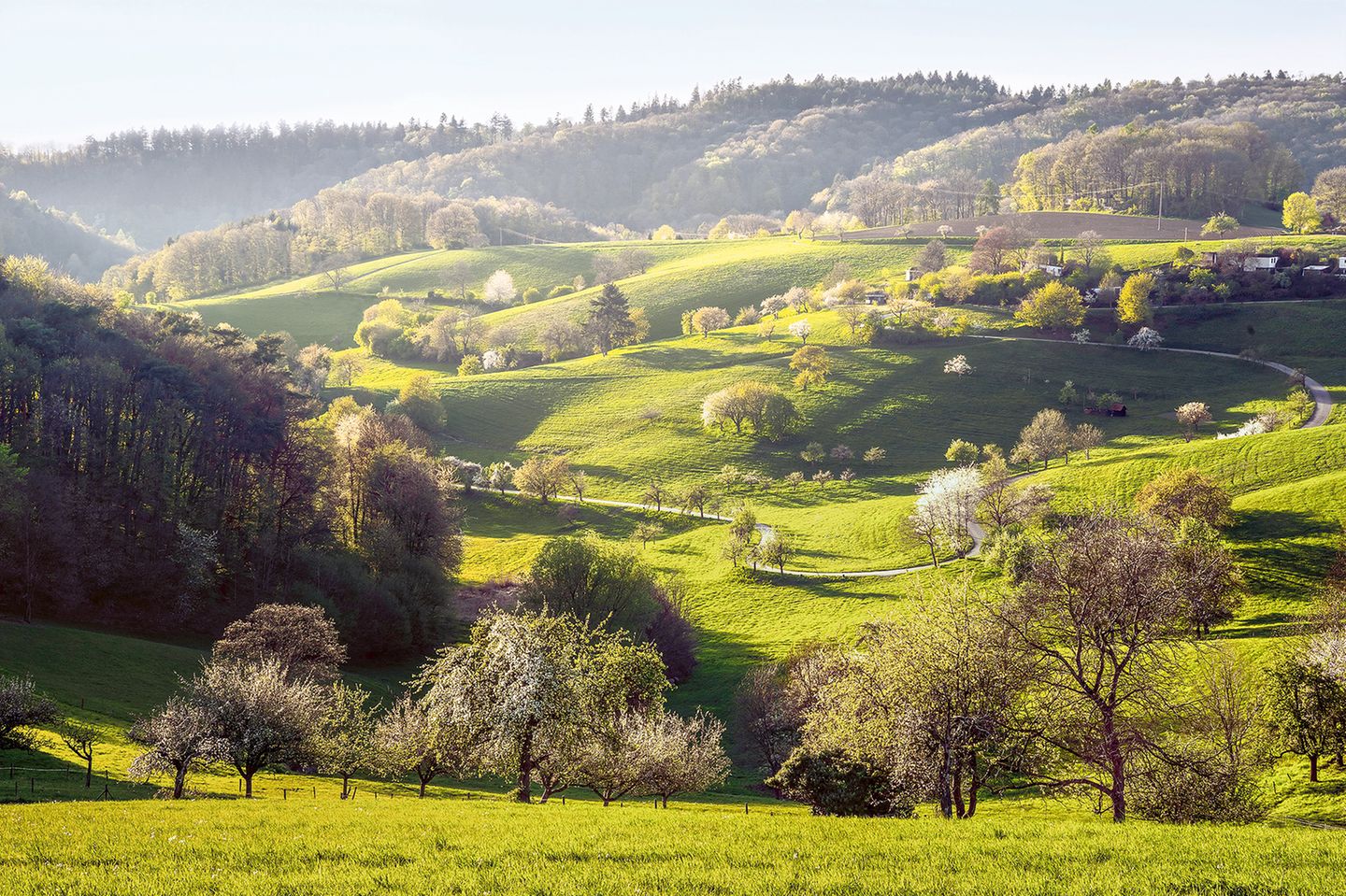 Apfel-, Kirsch- und Birnbäume im Odenwald