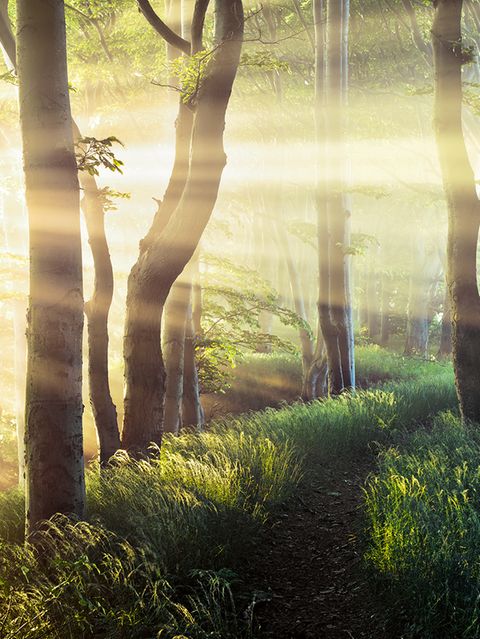 Sonne bahnt sich den Weg durch das Geäst des Märchenwalds auf Wittow