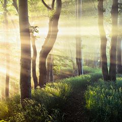 Sonne bahnt sich den Weg durch das Geäst des Märchenwalds auf Wittow