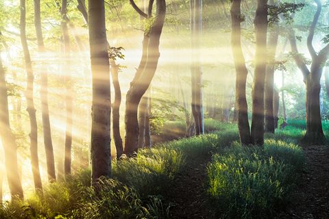 Sonne bahnt sich den Weg durch das Geäst des Märchenwalds auf Wittow