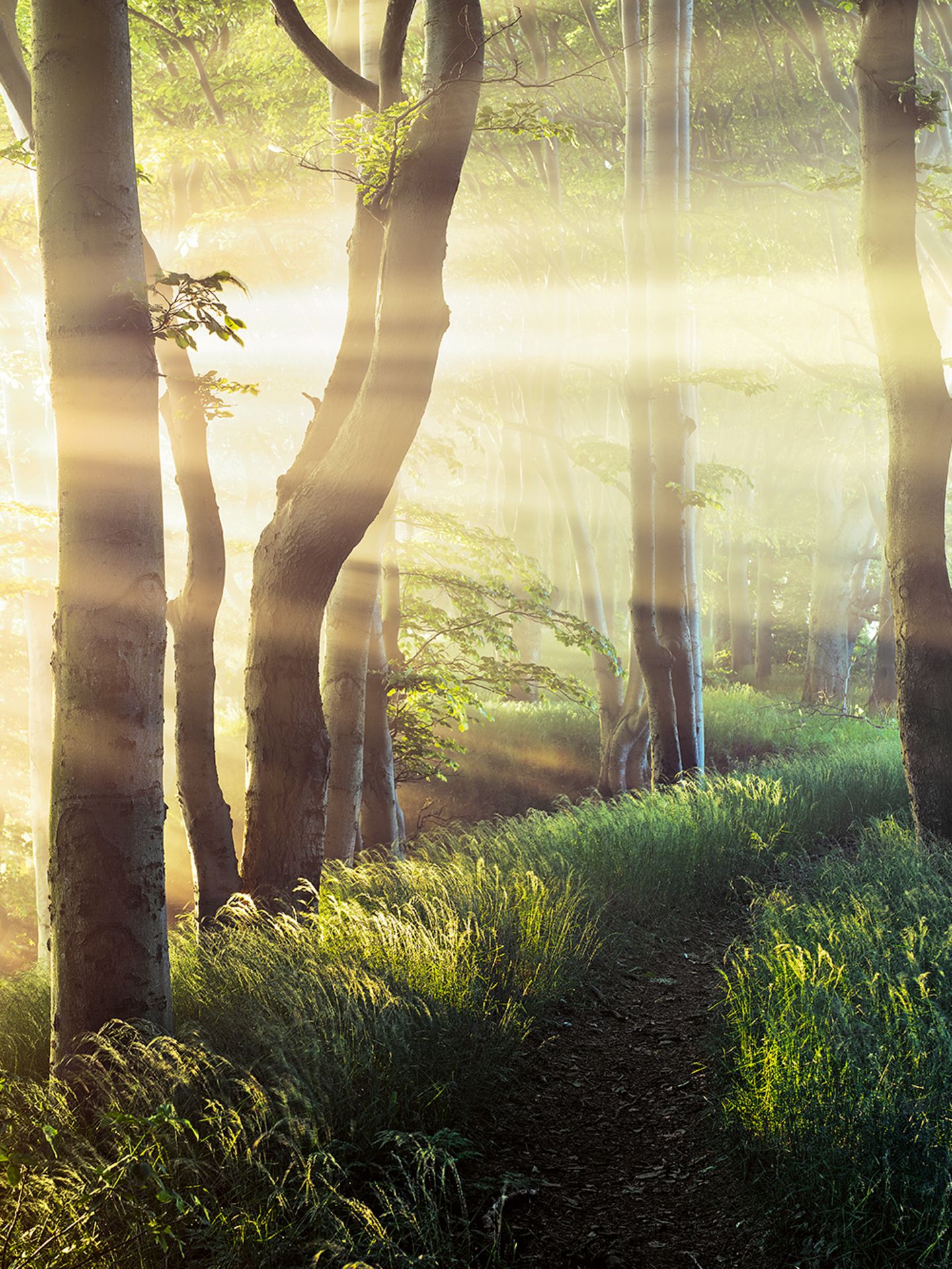 Sonne bahnt sich den Weg durch das Geäst des Märchenwalds auf Wittow