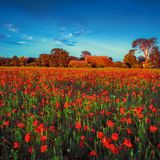 Blumenwiese aus Klatschmohn, Kornblumen, Kamille und Getreide