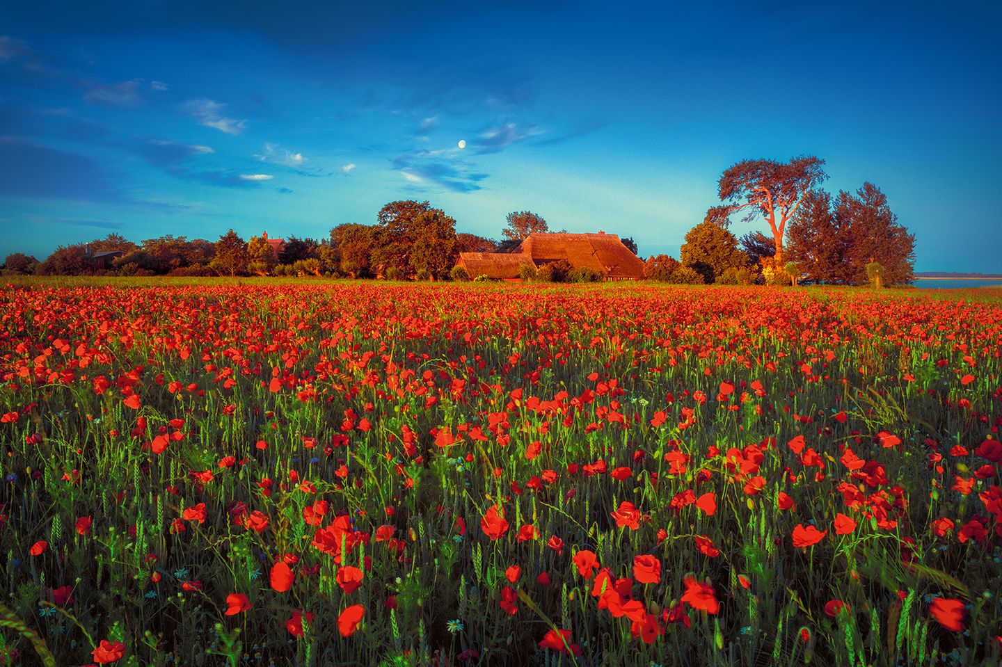 Blumenwiese aus Klatschmohn, Kornblumen, Kamille und Getreide