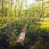 Farn und Fingerhut umsäumen einen Baumstamm im Diersfordter Wald bei Wesel