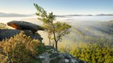 Nebel wabert über den Pfälzerwald im Dahner Felsenland