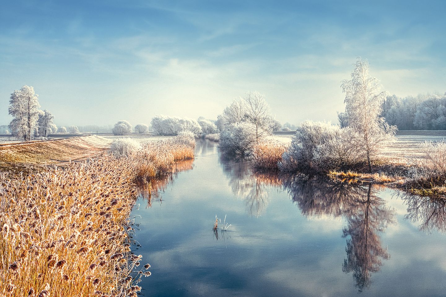 Raureif überzieht die Landschaft und die Schilfrohrhalme an der Spreeaue bei Maiberg