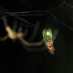 Frische Beute zappelt im Netz, doch die Spinne wartet geduldig: Erst einmal soll das Glühwürmchen seine Artgenossen mit in den Tod locken