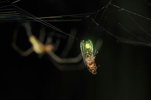 Frische Beute zappelt im Netz, doch die Spinne wartet geduldig: Erst einmal soll das Glühwürmchen seine Artgenossen mit in den Tod locken