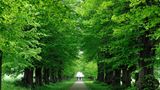 Lindenallee am Brooker Wald