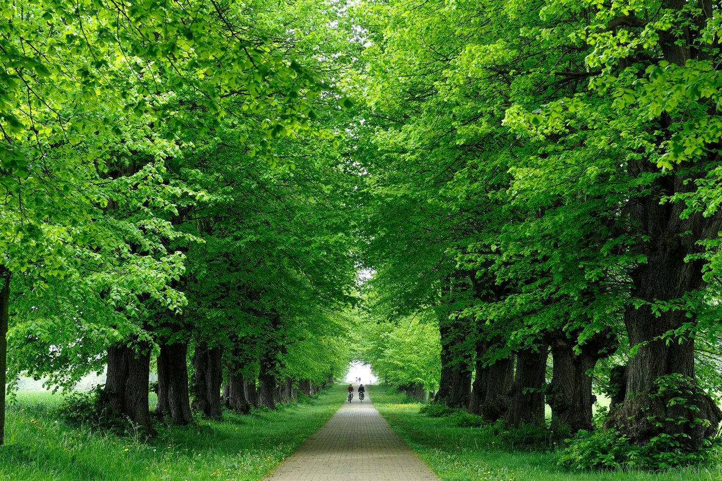 Über die Lindenallee am Brooker Wald Lindenallee am Brooker Wald