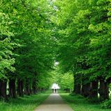 Lindenallee am Brooker Wald