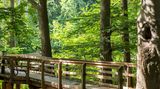 Achtsamkeitspfad im Kurwald Graal-Müritz