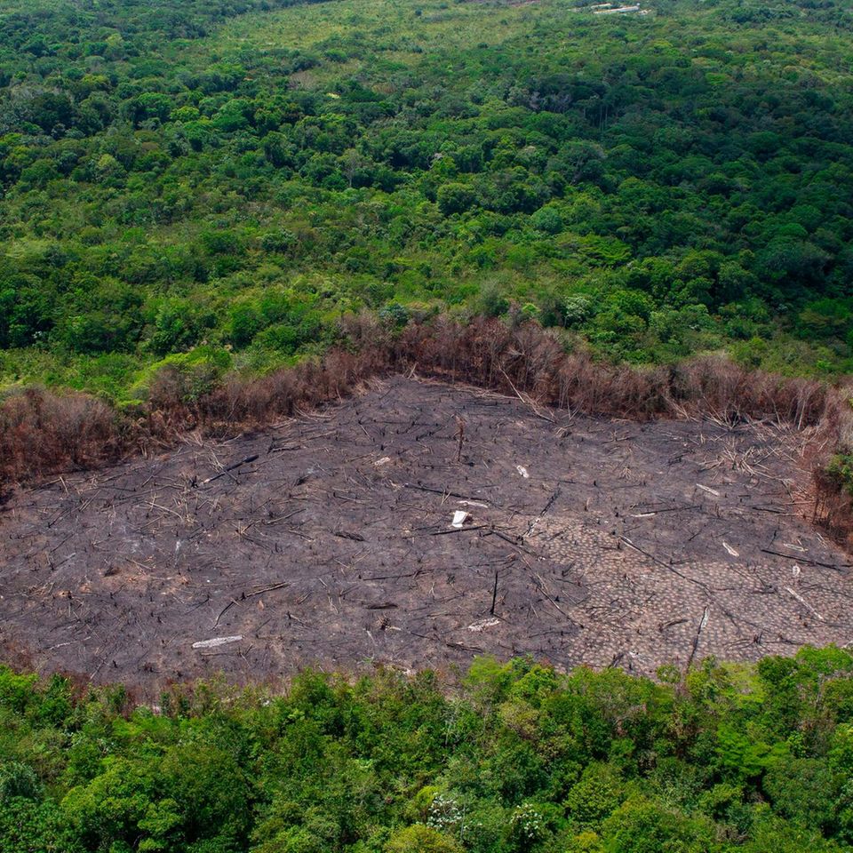 Rodung im Regenwald