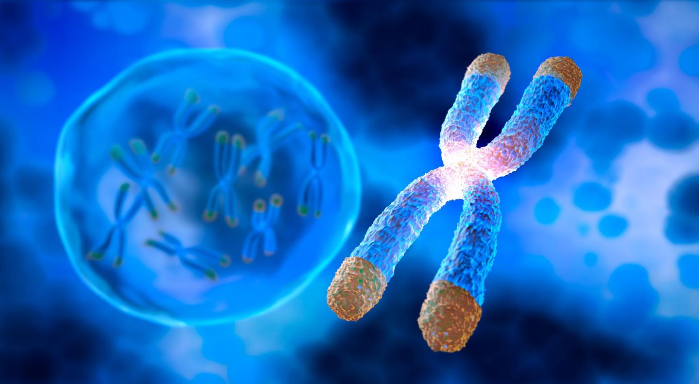 Telomere Illustration