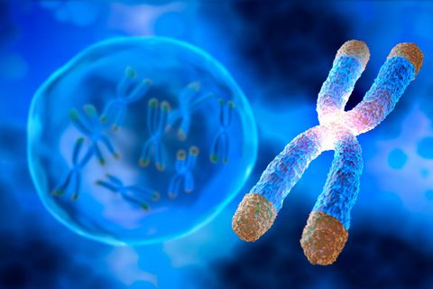Telomere Illustration