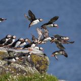 Papageientaucher auf der Isle of May