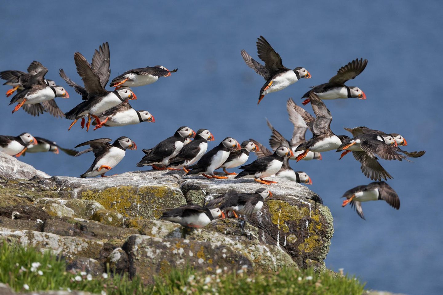 Papageientaucher auf der Isle of May