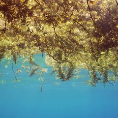 Sargassum-Alge, die an der Wasseroberfläche treibt