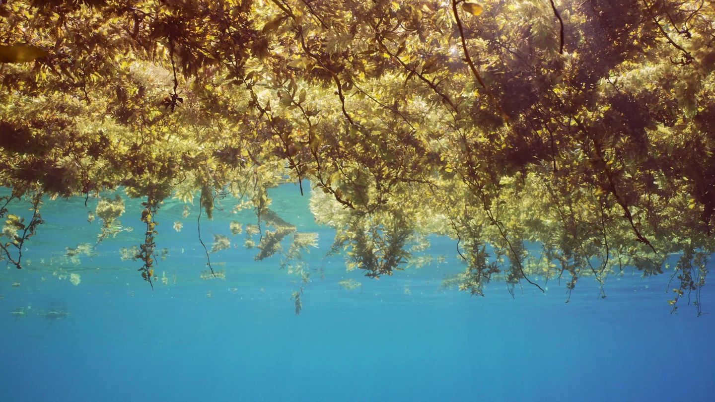Sargassum-Alge, die an der Wasseroberfläche treibt