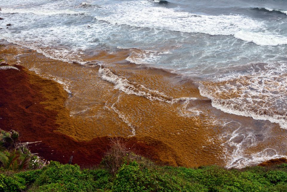 Orange-Rote Algen bedecken die letzten Meter der Wasseroberfläche vor einer Küste Orange-Rote Algen bedecken die letzten Meter der Wasseroberfläche vor einer Küste