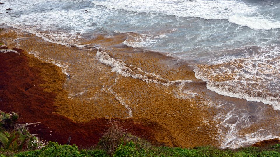 Orange-Rote Algen bedecken die letzten Meter der Wasseroberfläche vor einer Küste