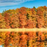 Autumn in the beech forest Grumsin,UNESCO world heritage, Angermünde, Uckermark, Brandenburg, Germany