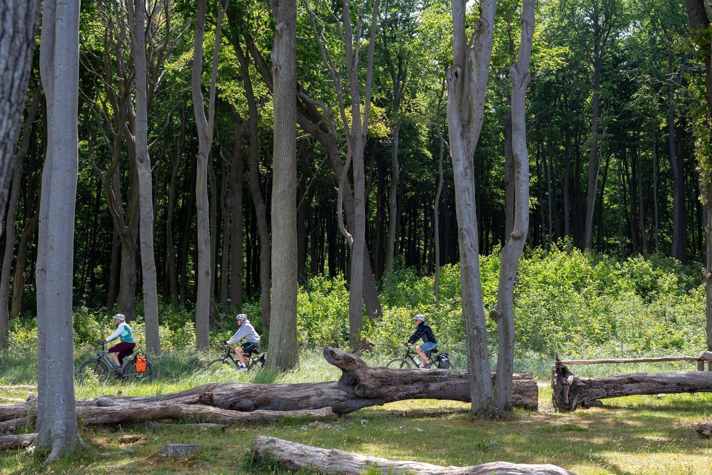 Gespensterwald Nienhagen an der Ostsee, Buchenwald, Touristen auf Fahrrädern, Nienhagen, Mecklenburg-Vorpommern, Deutschland