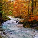 Herbst im Ramsauer Zauberwald, Nationalpark Berchtesgadener Alpen