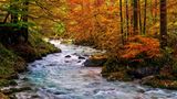 Herbst im Ramsauer Zauberwald, Nationalpark Berchtesgadener Alpen