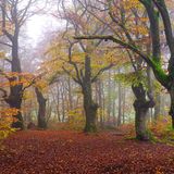 Europa, Deutschland, Hessen, Nordhessen, Waldeck-Frankenberg, Waldecker Land, Natur- und Nationalpark Kellerwald-Edersee, Bad Wildungen, Hutewald Halloh, knorrige Hutebuchen im Herbstnebel