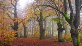 Europa, Deutschland, Hessen, Nordhessen, Waldeck-Frankenberg, Waldecker Land, Natur- und Nationalpark Kellerwald-Edersee, Bad Wildungen, Hutewald Halloh, knorrige Hutebuchen im Herbstnebel