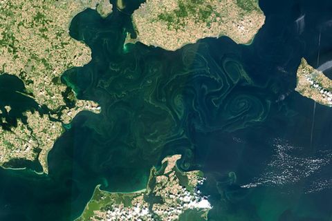 Blaualgen in der Ostsee am Greifswalder Bodden